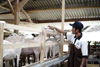 Ombusman Puji Kementan, Dukung Peternak Lokal Melalui Pengaturan Impor Karkas Domba dan Kambing