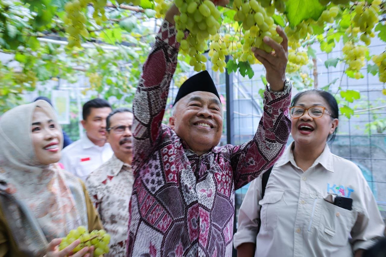 Panen Raya Anggur di Ciputat, Benyamin: Kembangkan, Banyak Lahan Bisa Dipakai