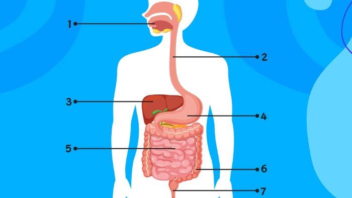 Rahasia Pencernaan Sehat: Tips dari Ahli Gastroenterologi & Institusi Medis Terkemuka