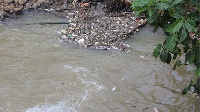 Tercemar Zat Kimia, Wali Kota Tangsel Minta Warga Tak Konsumsi Ikan dari Sungai Cisadane